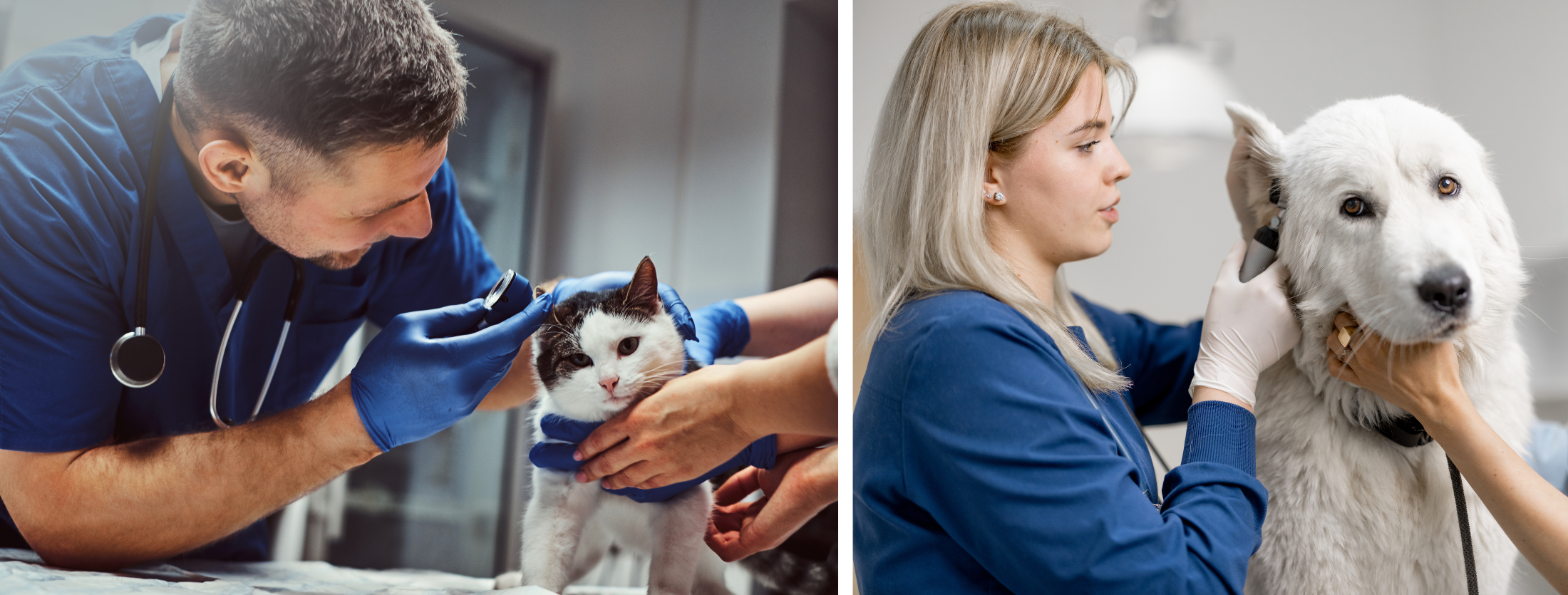 Male and female veterinarian doing exam on a cat and dog. 